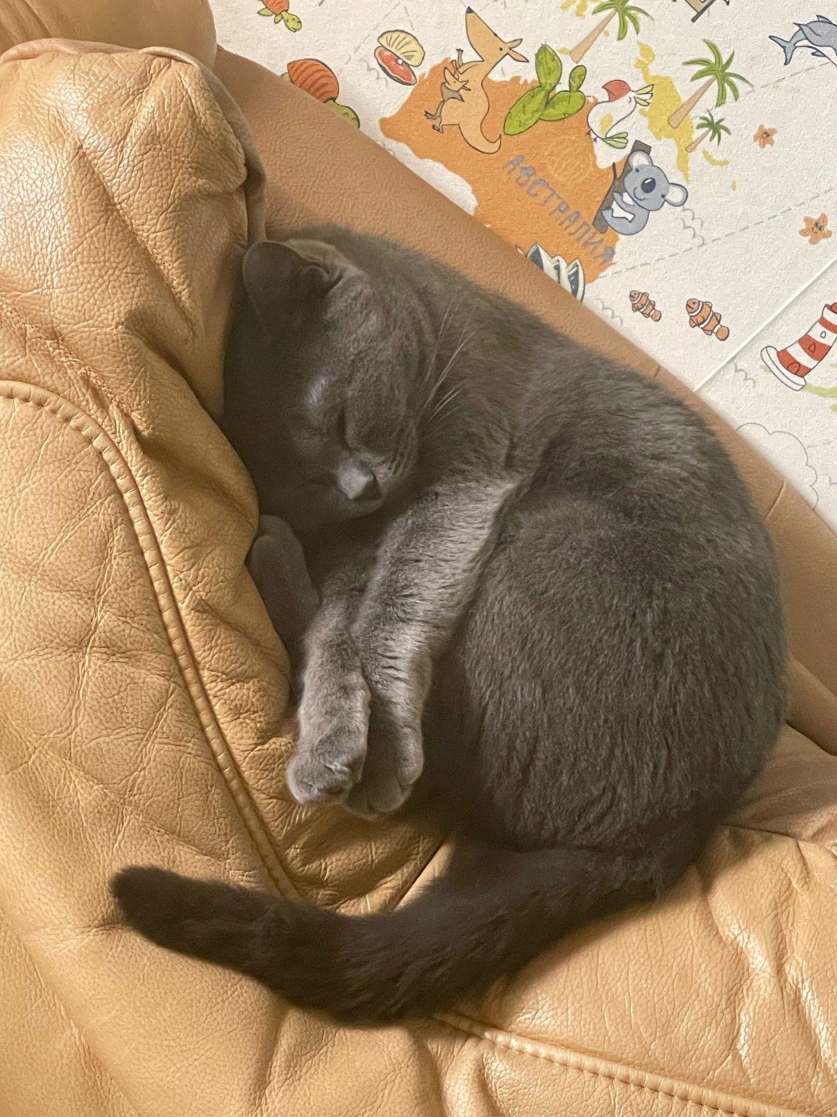 Фото В снегу и за рулем: в Новосибирске опубликовано свыше 50 фото милых питомцев к Дню кошек 3 - Сиб.ФМ Фото В снегу и за рулем: в Новосибирске опубликовано свыше 50 фото милых питомцев к Дню кошек 3